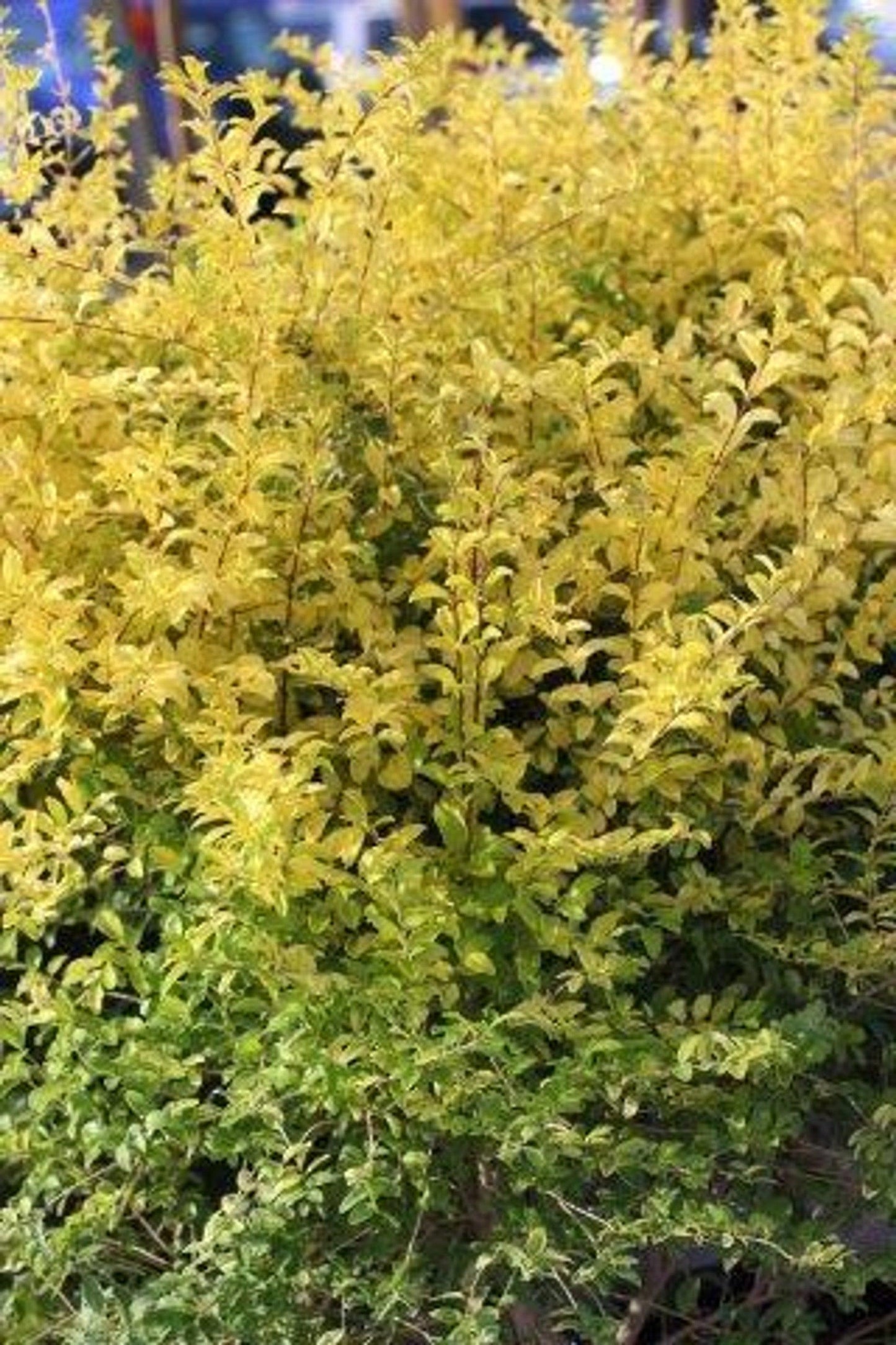 Ligustrum Sinensis 'SUNSHINE' - Pulled Nursery