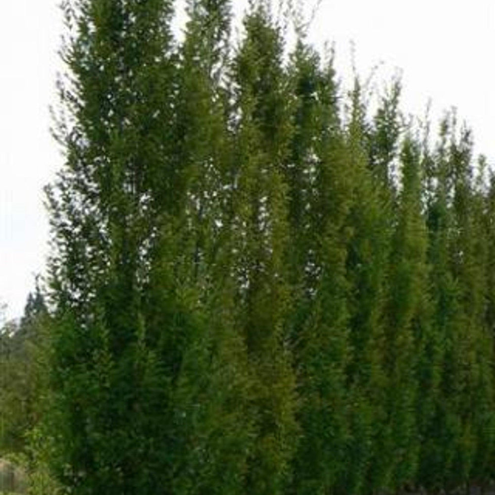 
                      
                        Upright European Hornbeam (Carpinus betulus 'Fastigiata') - Pulled Nursery
                      
                    