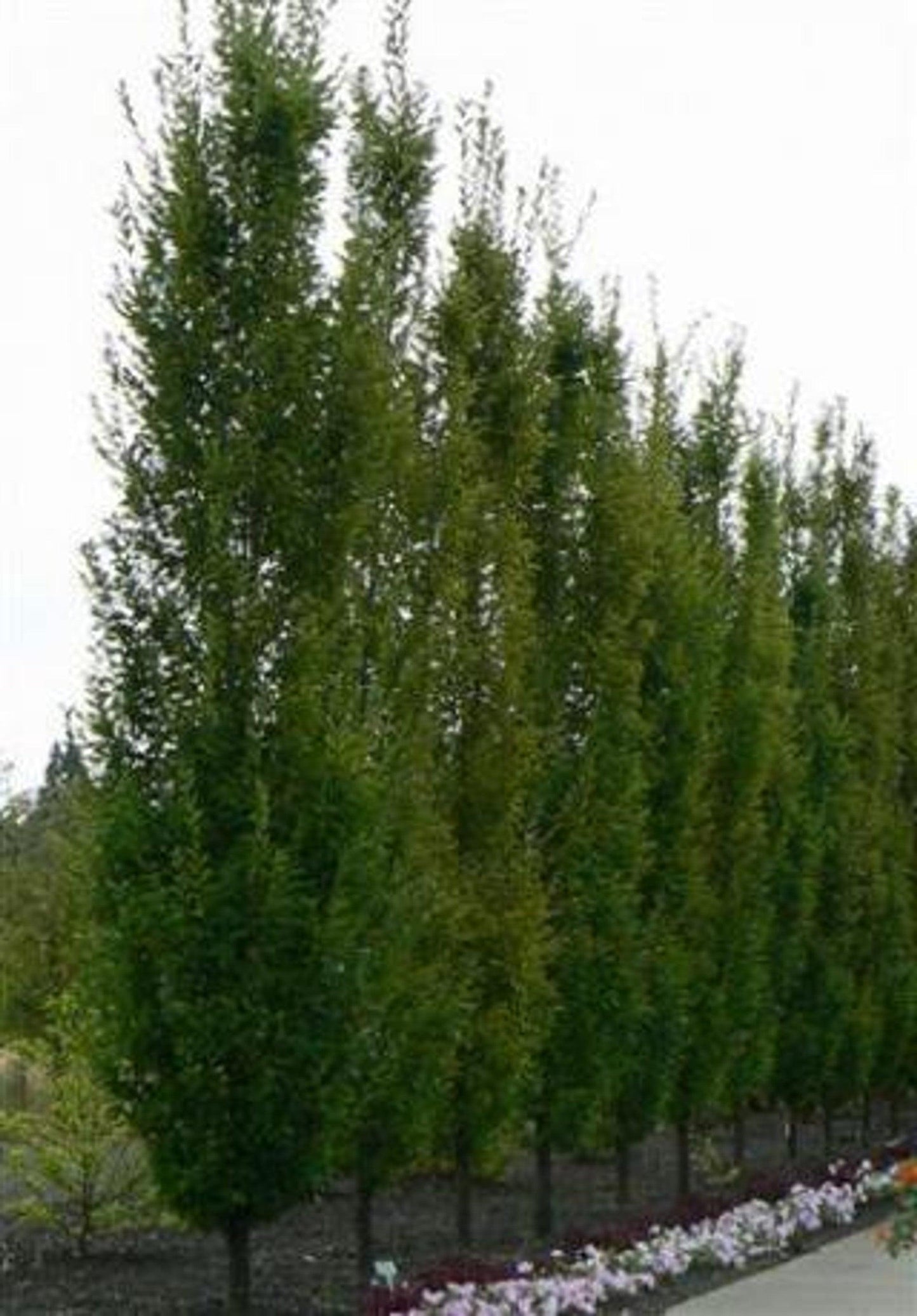 Upright European Hornbeam (Carpinus betulus 'Fastigiata') - Pulled Nursery