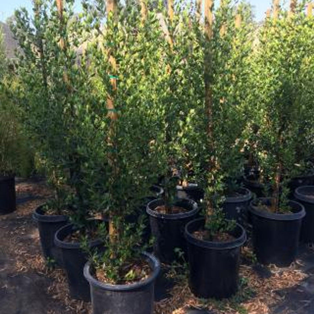 John Edwards Italian Buckthorn (Rhamnus alaternus 'John Edwards') - Pulled Nursery