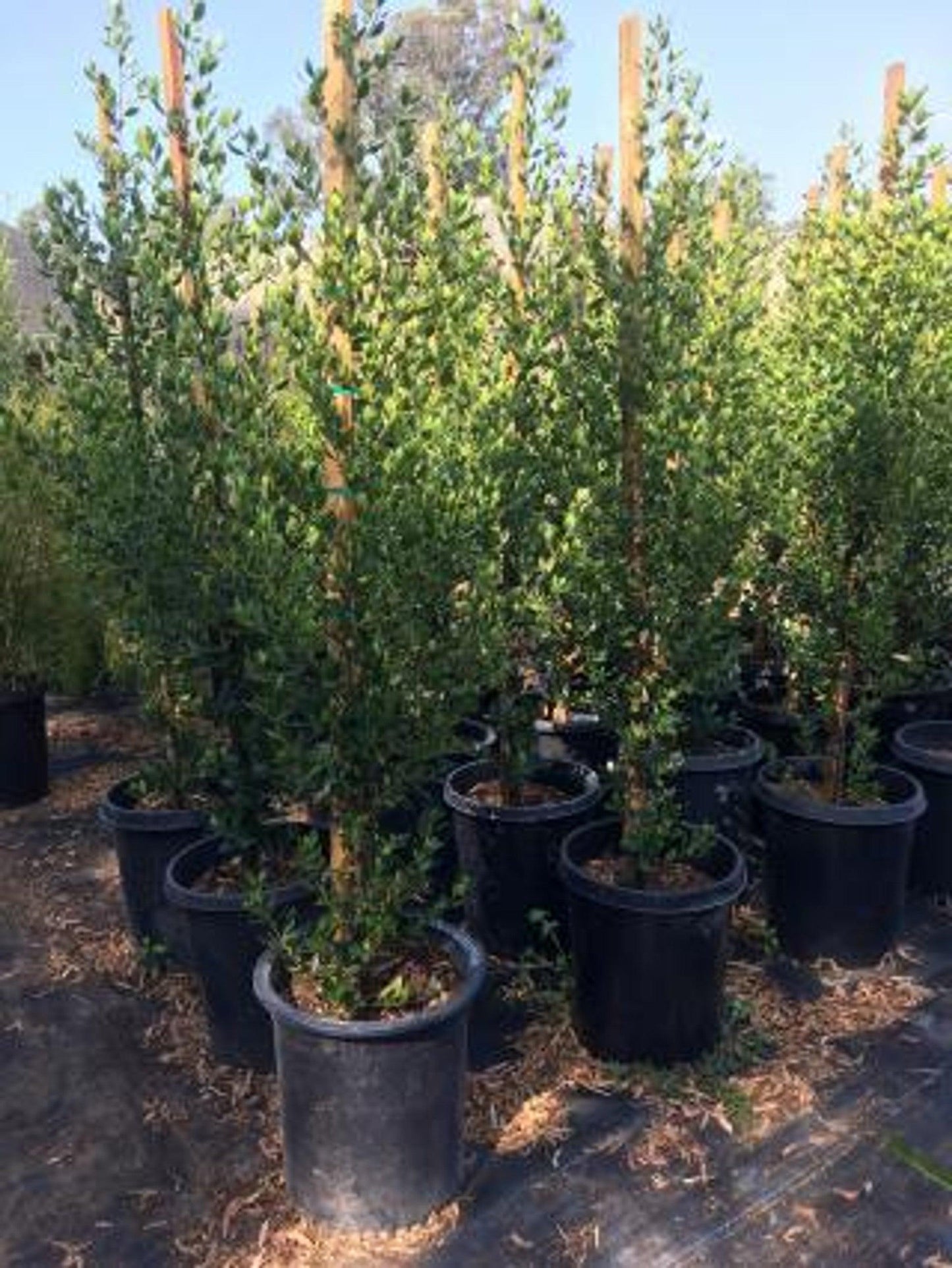 John Edwards Italian Buckthorn (Rhamnus alaternus 'John Edwards') - Pulled Nursery