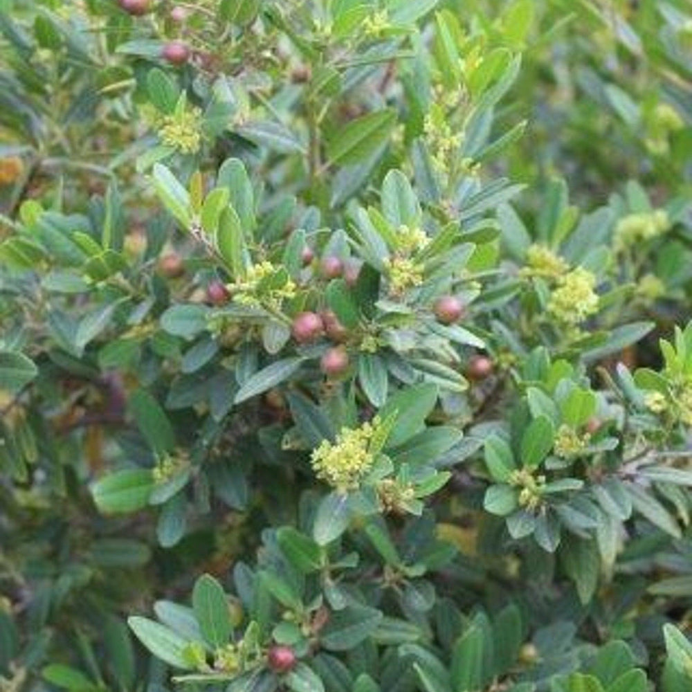 Mound San Bruno Coffeeberry (Rhamnus californica 'Mound San Bruno') - Pulled Nursery