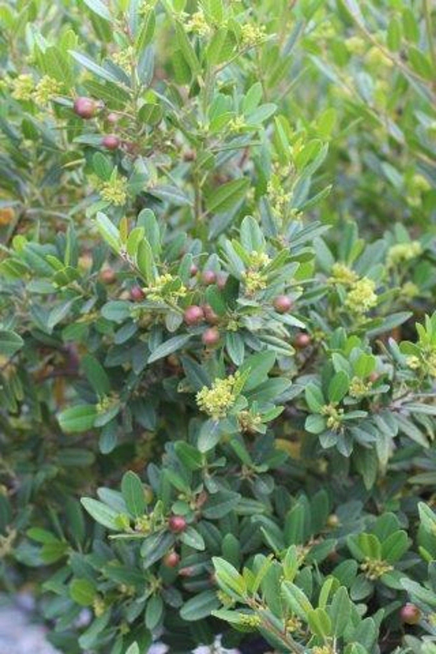 Mound San Bruno Coffeeberry (Rhamnus californica 'Mound San Bruno') - Pulled Nursery