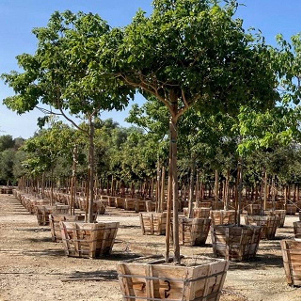 
                      
                        Pink Trumpet Tree (Tabebuia ipe) - Pulled Nursery
                      
                    