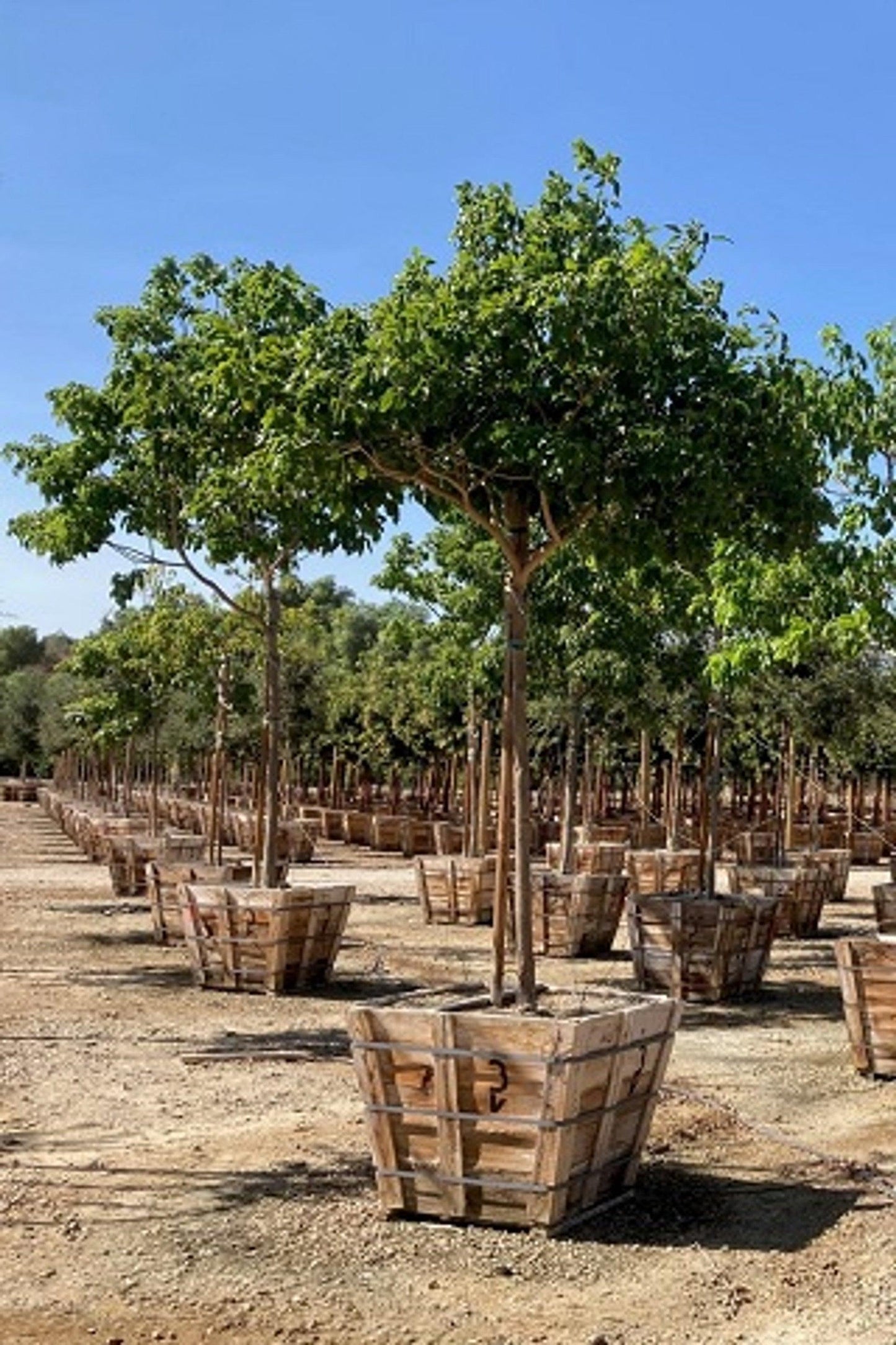 Pink Trumpet Tree (Tabebuia ipe) - Pulled Nursery