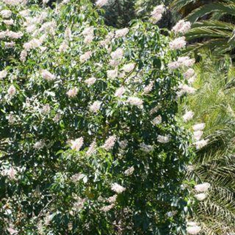 California Buckeye (Aesculus californica) - Pulled Nursery