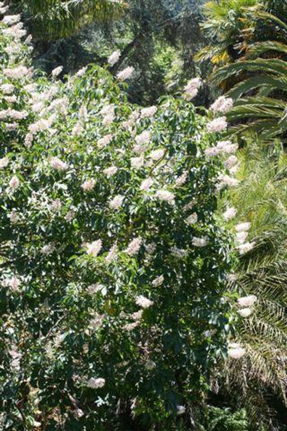 aesculus indoor plant California Buckeye (Aesculus californica)