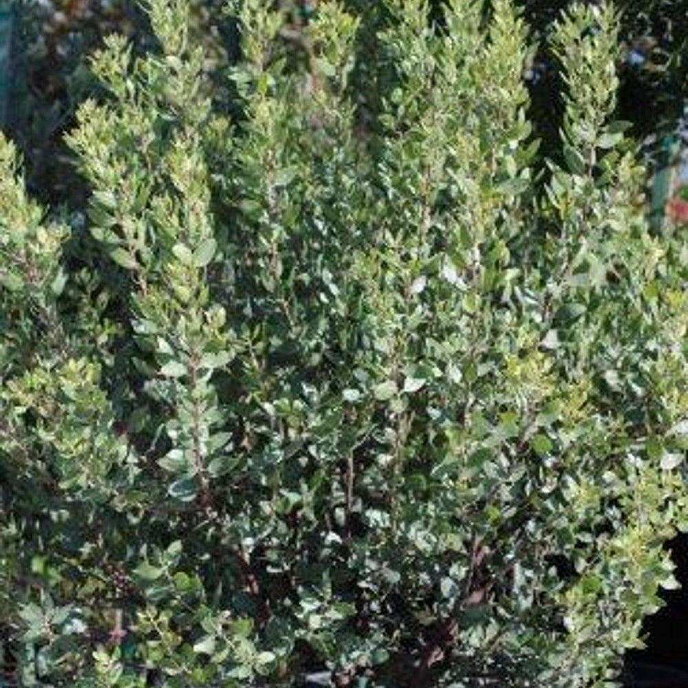 St. Helena Manzanita (Arctostaphylos manzanita 'St. Helena') - Pulled Nursery