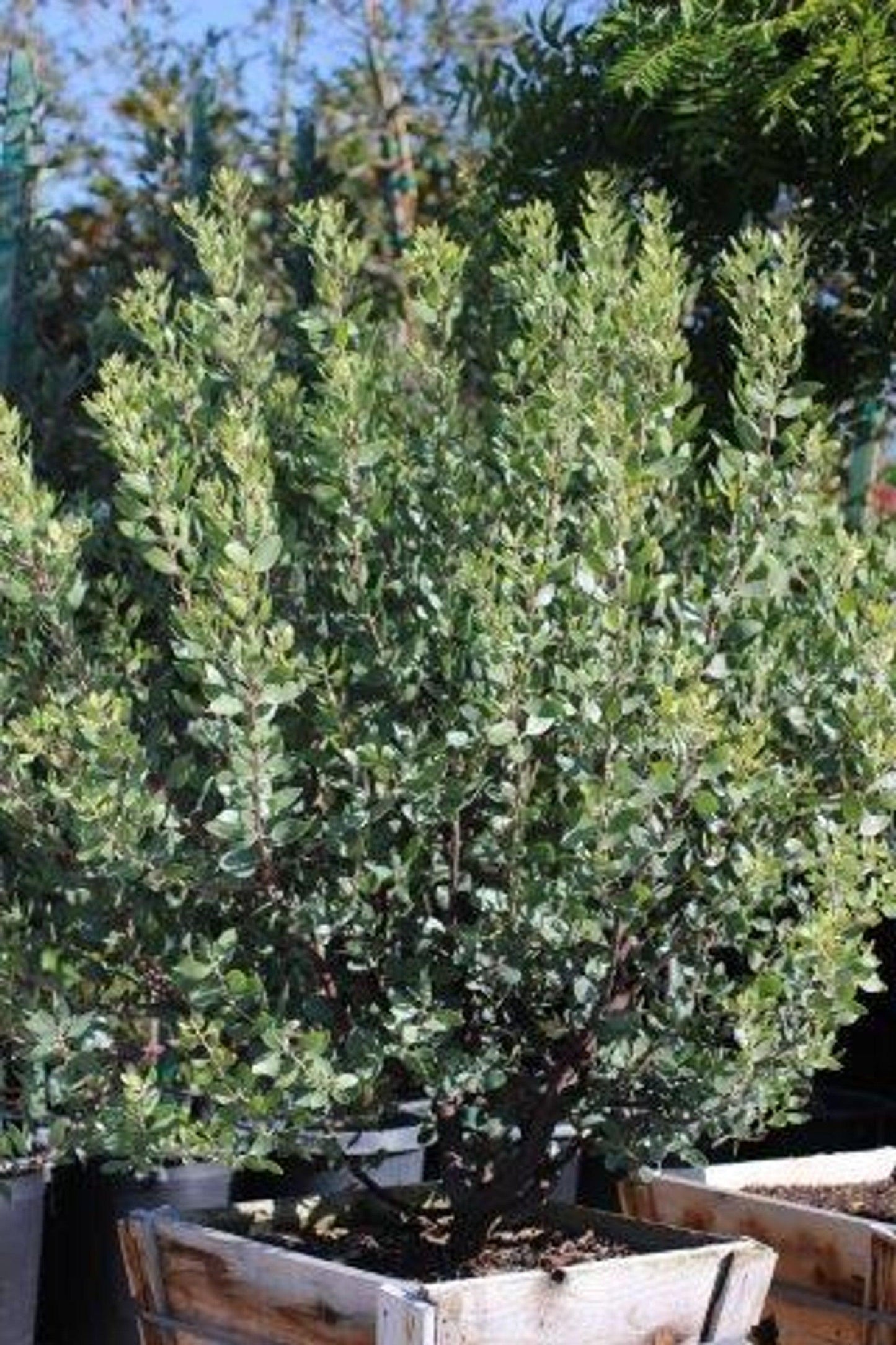 St. Helena Manzanita (Arctostaphylos manzanita 'St. Helena') - Pulled Nursery