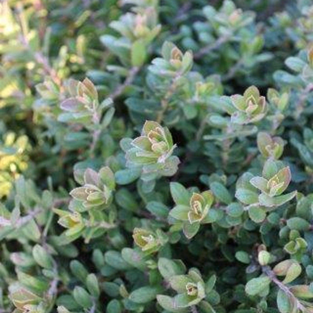 Carmel Sur Manzanita (Arctostaphylos edmundsii 'Carmel Sur') - Pulled Nursery