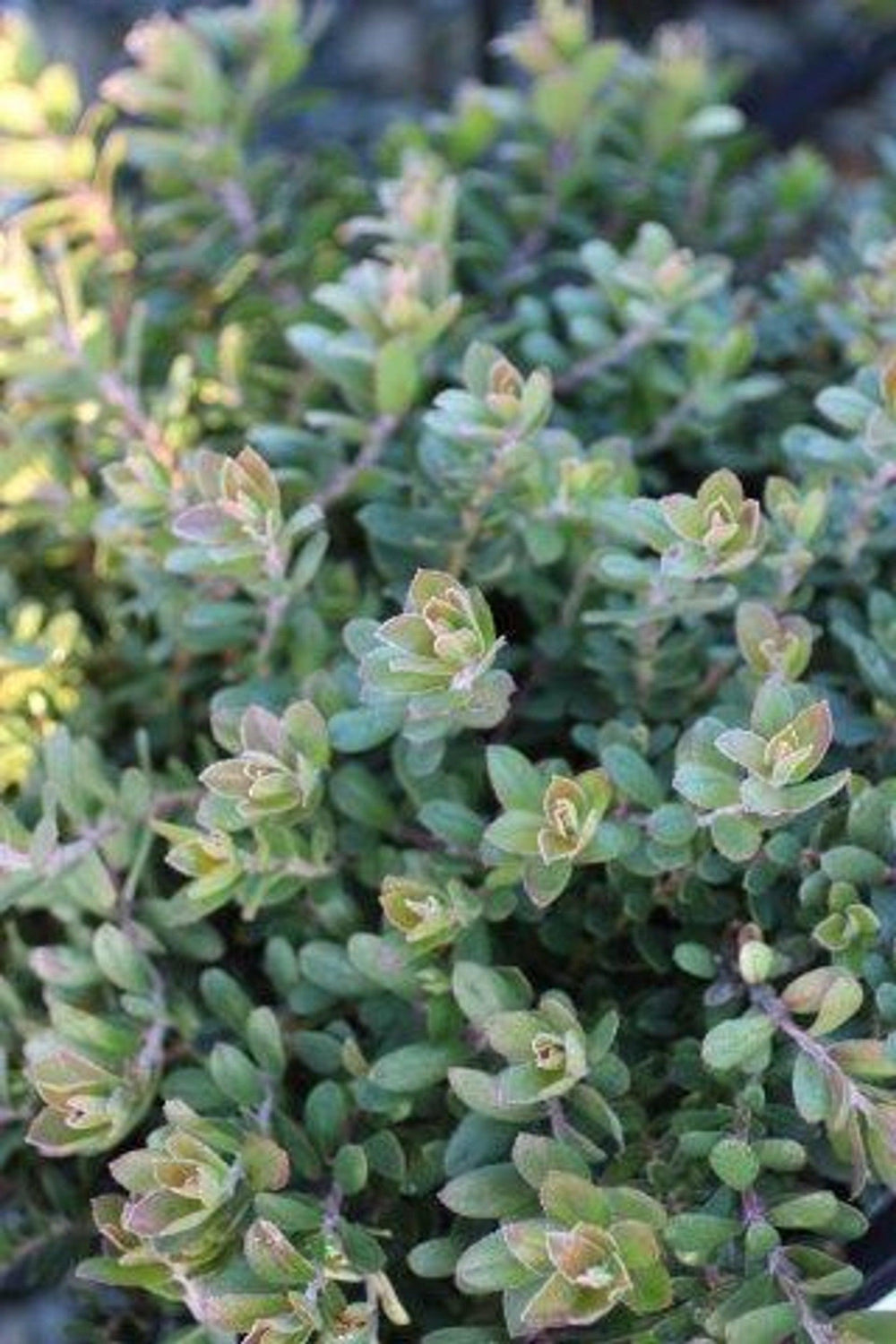 Carmel Sur Manzanita (Arctostaphylos edmundsii 'Carmel Sur') - Pulled Nursery