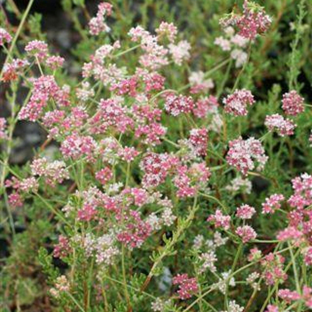 California Buckwheat (Eriogonum fasciculatum) - Pulled Nursery