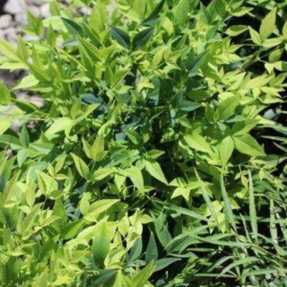 Lemon Lime Heavenly Bamboo (Nandina domestica 'Lemon Lime') - Pulled Nursery