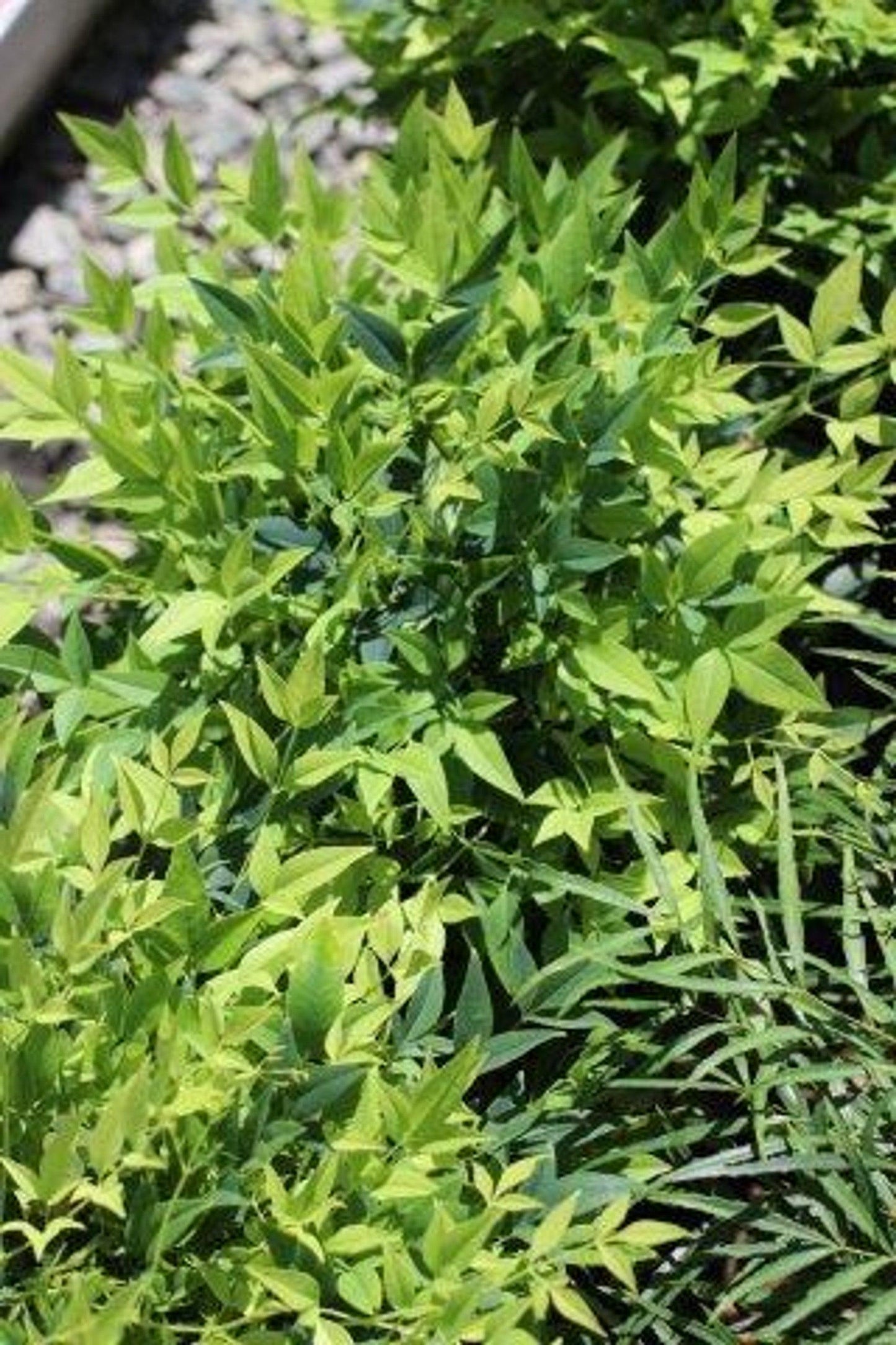 Lemon Lime Heavenly Bamboo (Nandina domestica 'Lemon Lime') - Pulled Nursery