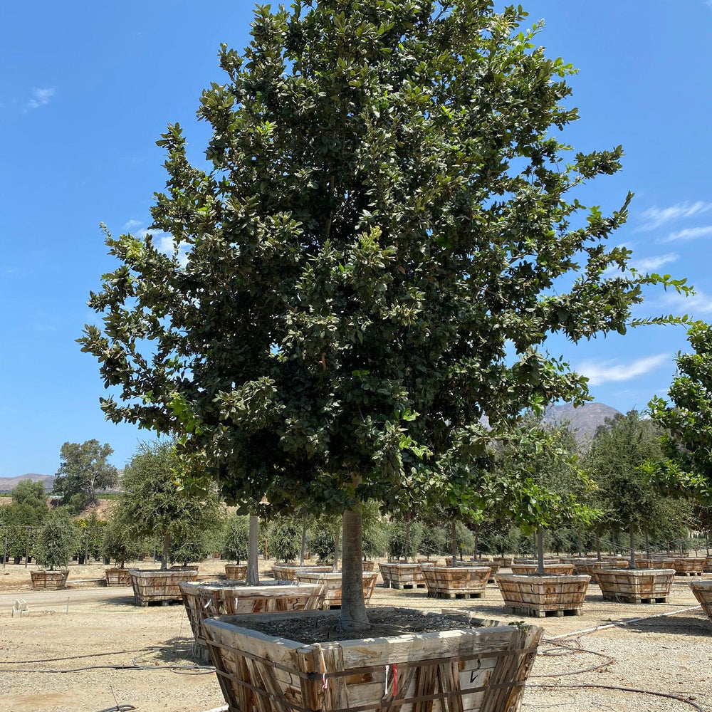 
                      
                        Island Oak (Quercus tomentella) - Pulled Nursery
                      
                    