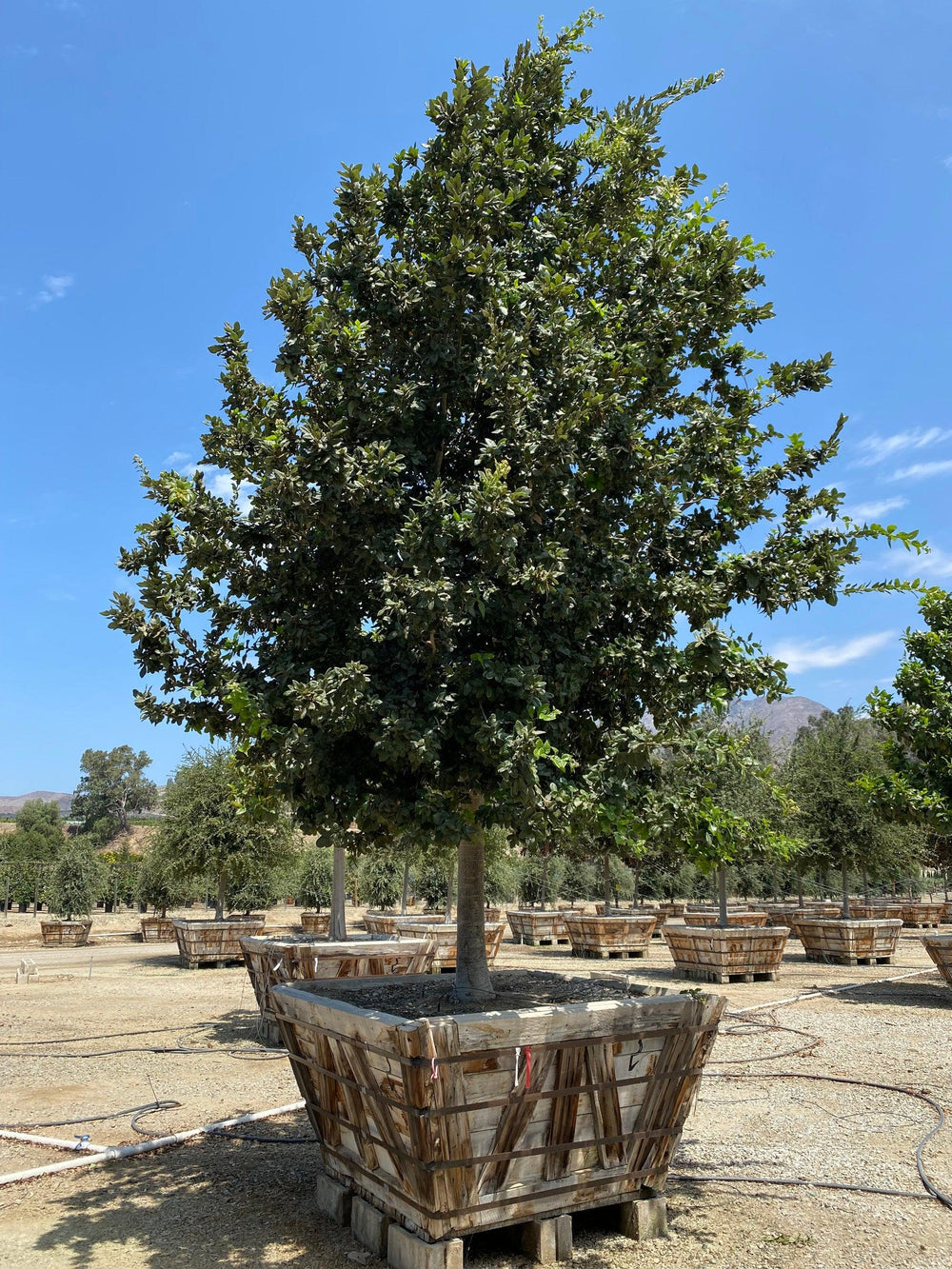 Island Oak (Quercus tomentella) - Pulled Nursery