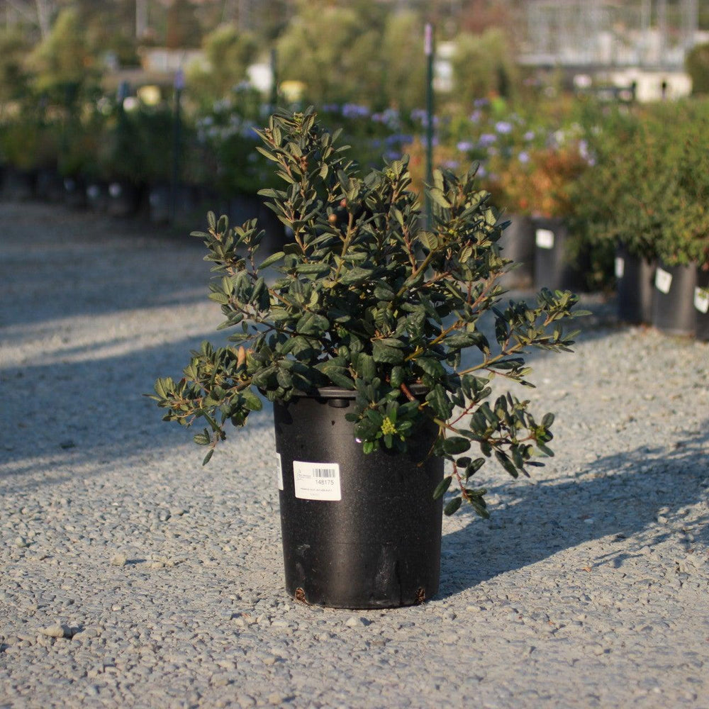 
                      
                        Leatherleaf Coffeeberry (Rhamnus californica 'Leatherleaf') - Pulled Nursery
                      
                    