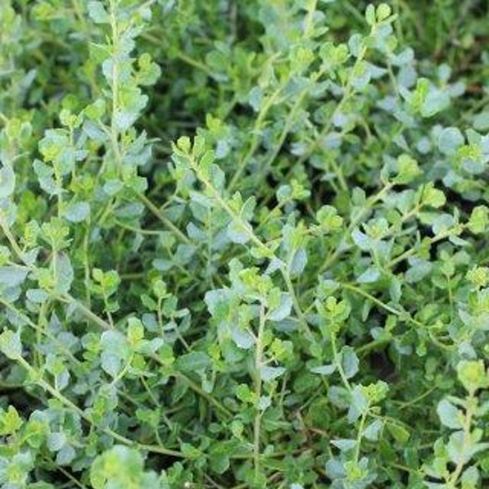 Pigeon Point Dwarf Coyote Brush (Baccharis pilularis 'Pigeon Point') - Pulled Nursery