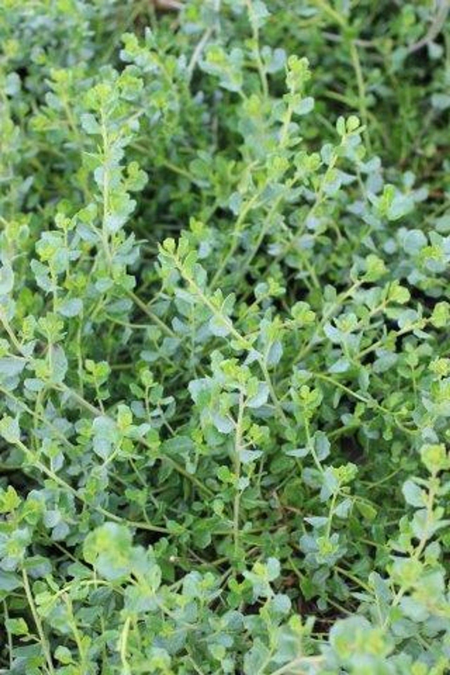 Pigeon Point Dwarf Coyote Brush (Baccharis pilularis 'Pigeon Point') - Pulled Nursery