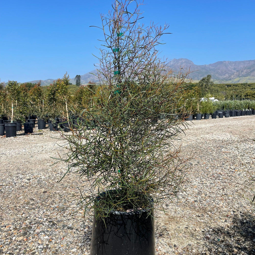 Swamp Mallet (Eucalyptus spathulata) - Pulled Nursery