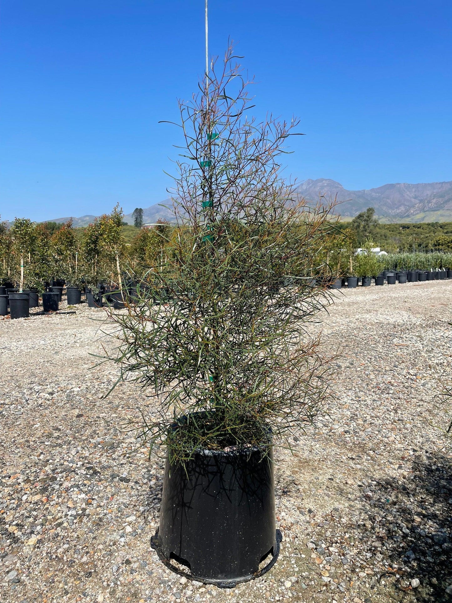 Swamp Mallet (Eucalyptus spathulata) - Pulled Nursery