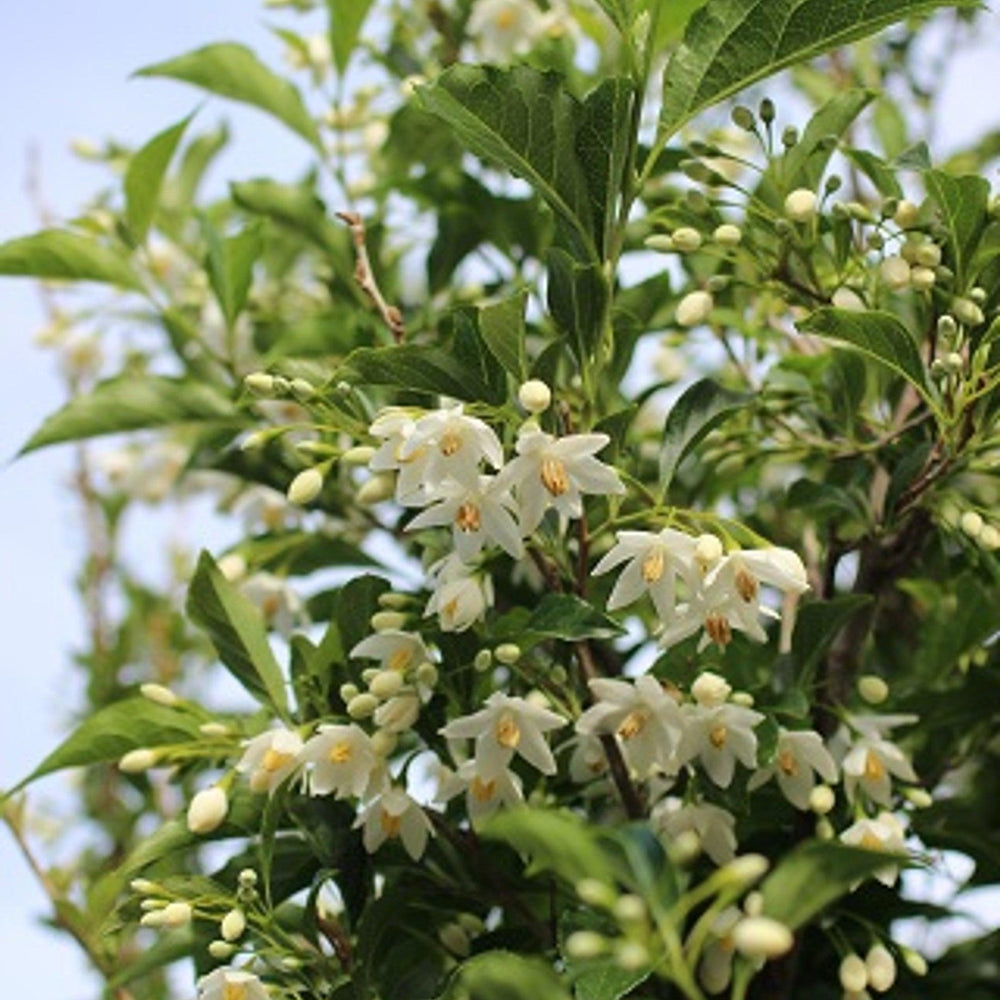 Snowcone Japanese Snowdrop Tree (Styrax japonicus 'Snowcone') - Pulled Nursery