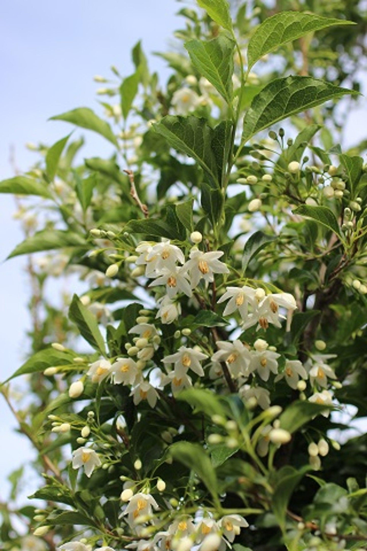 Snowcone Japanese Snowdrop Tree (Styrax japonicus 'Snowcone') - Pulled Nursery