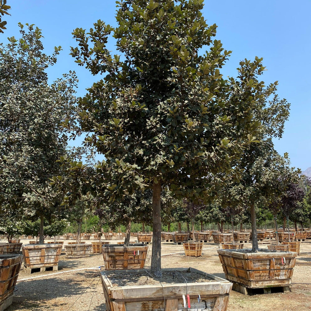 Netleaf Oak (Quercus rugosa) - Pulled Nursery