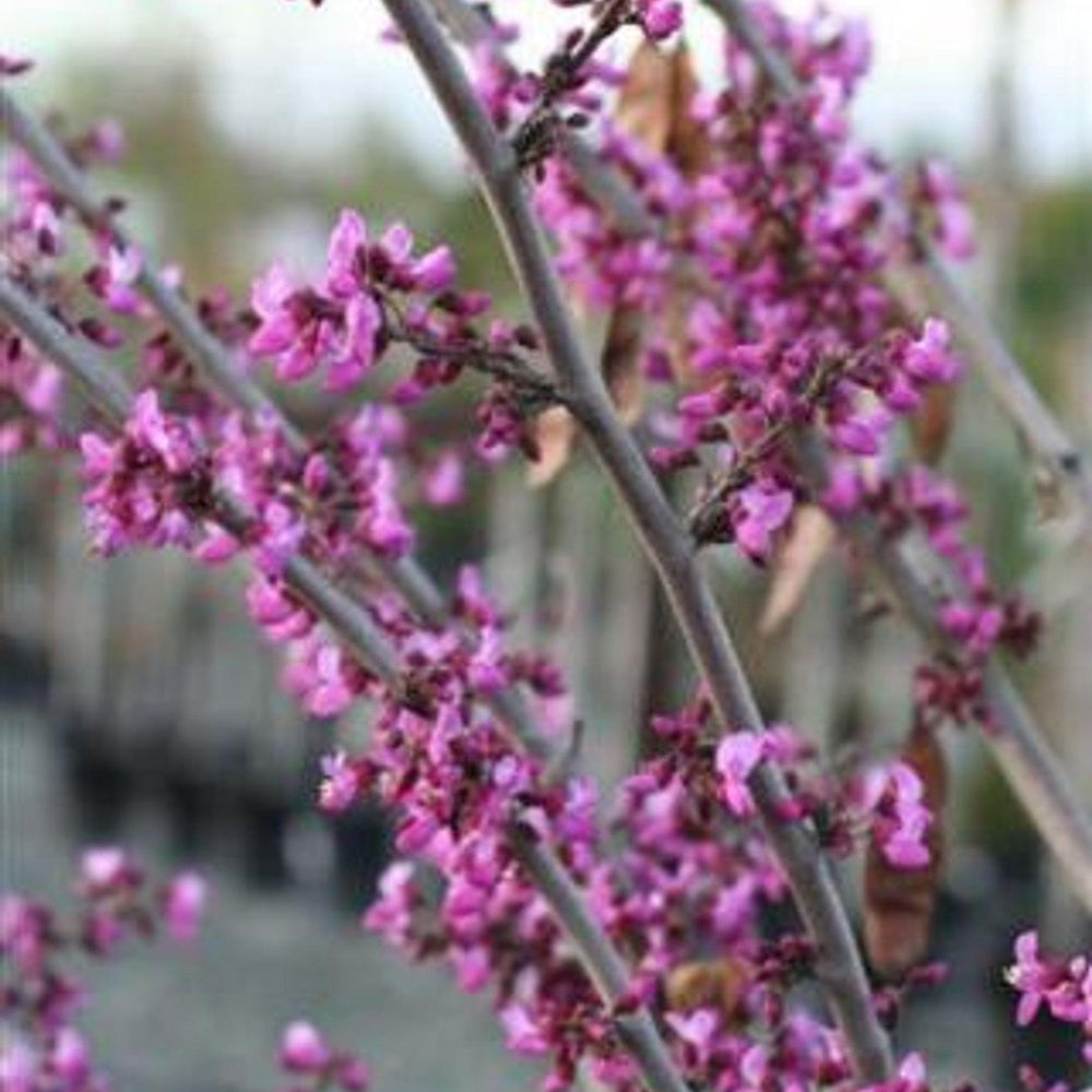 Western Redbud (Cercis occidentalis) - Pulled Nursery