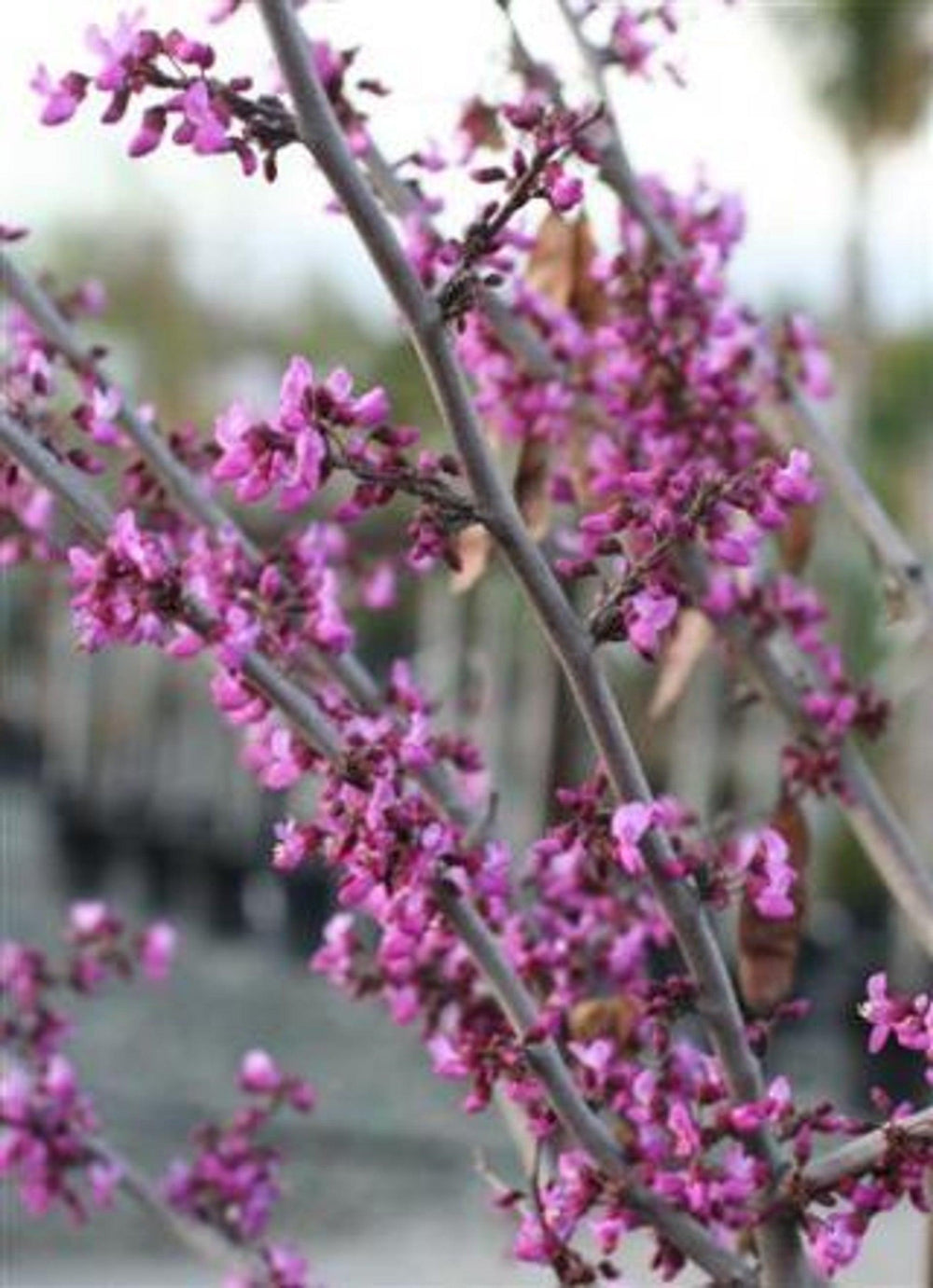 Western Redbud (Cercis occidentalis) - Pulled Nursery