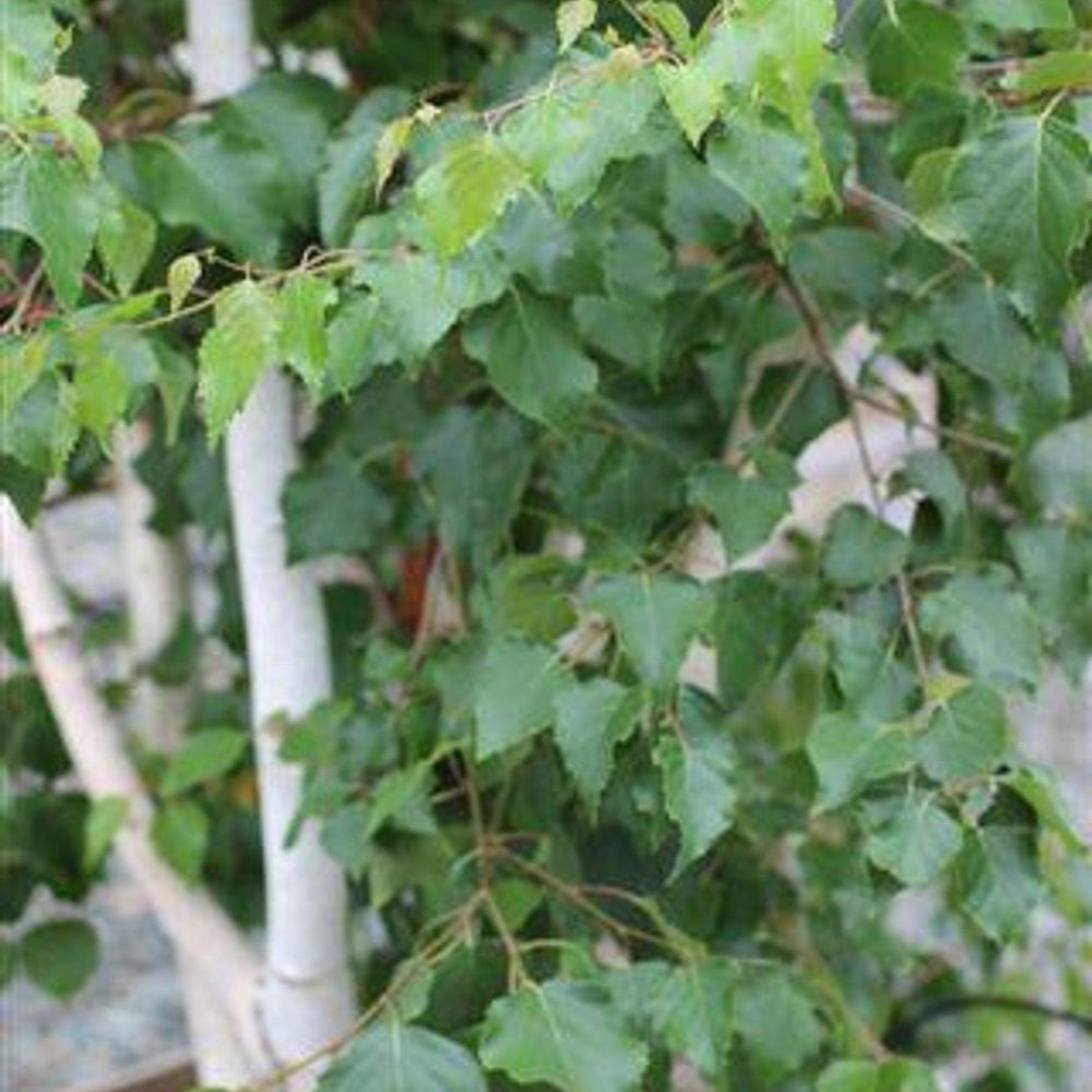 European White Birch (Betula pendula) - Pulled Nursery