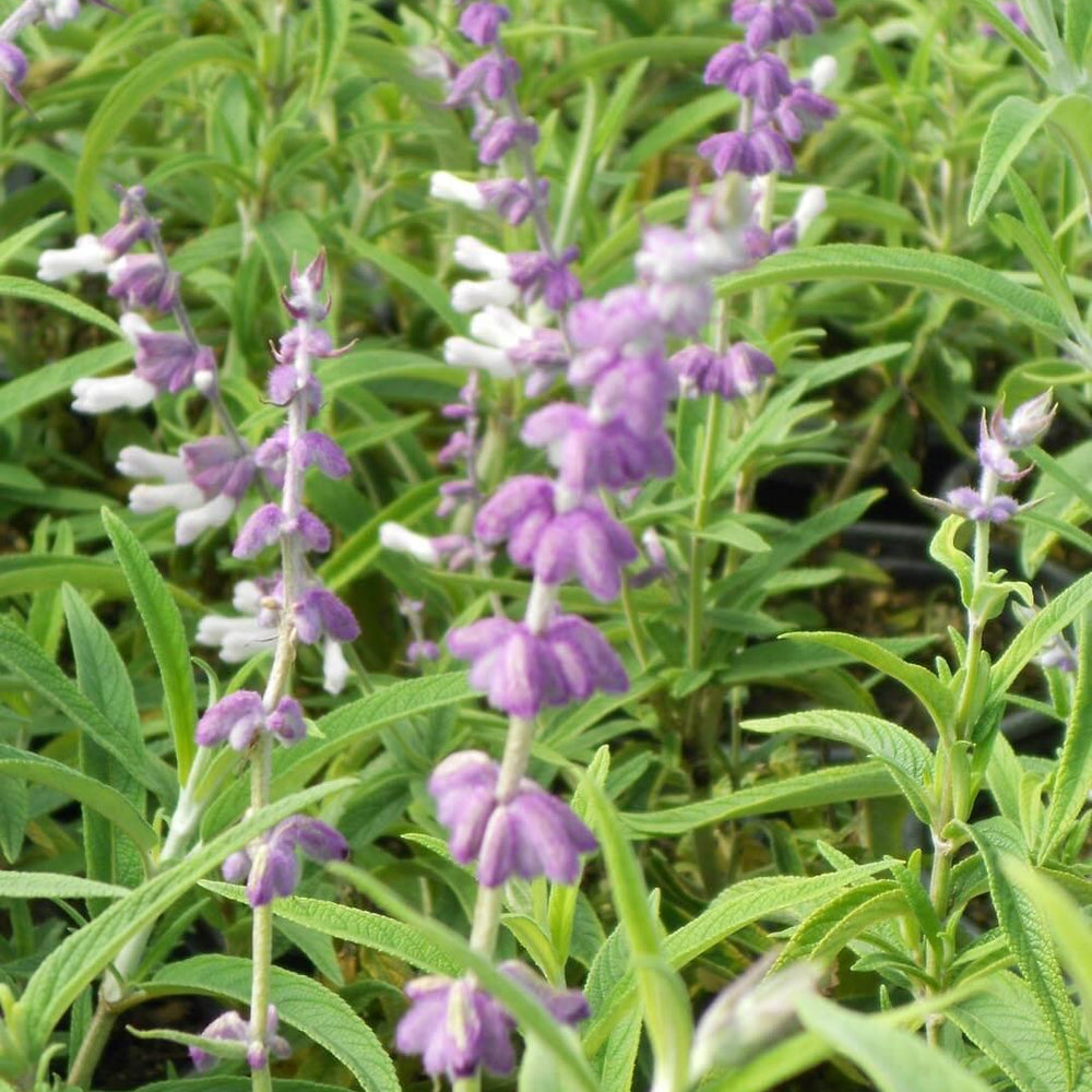 Mexican Bush Sage (Salvia Leucantha)