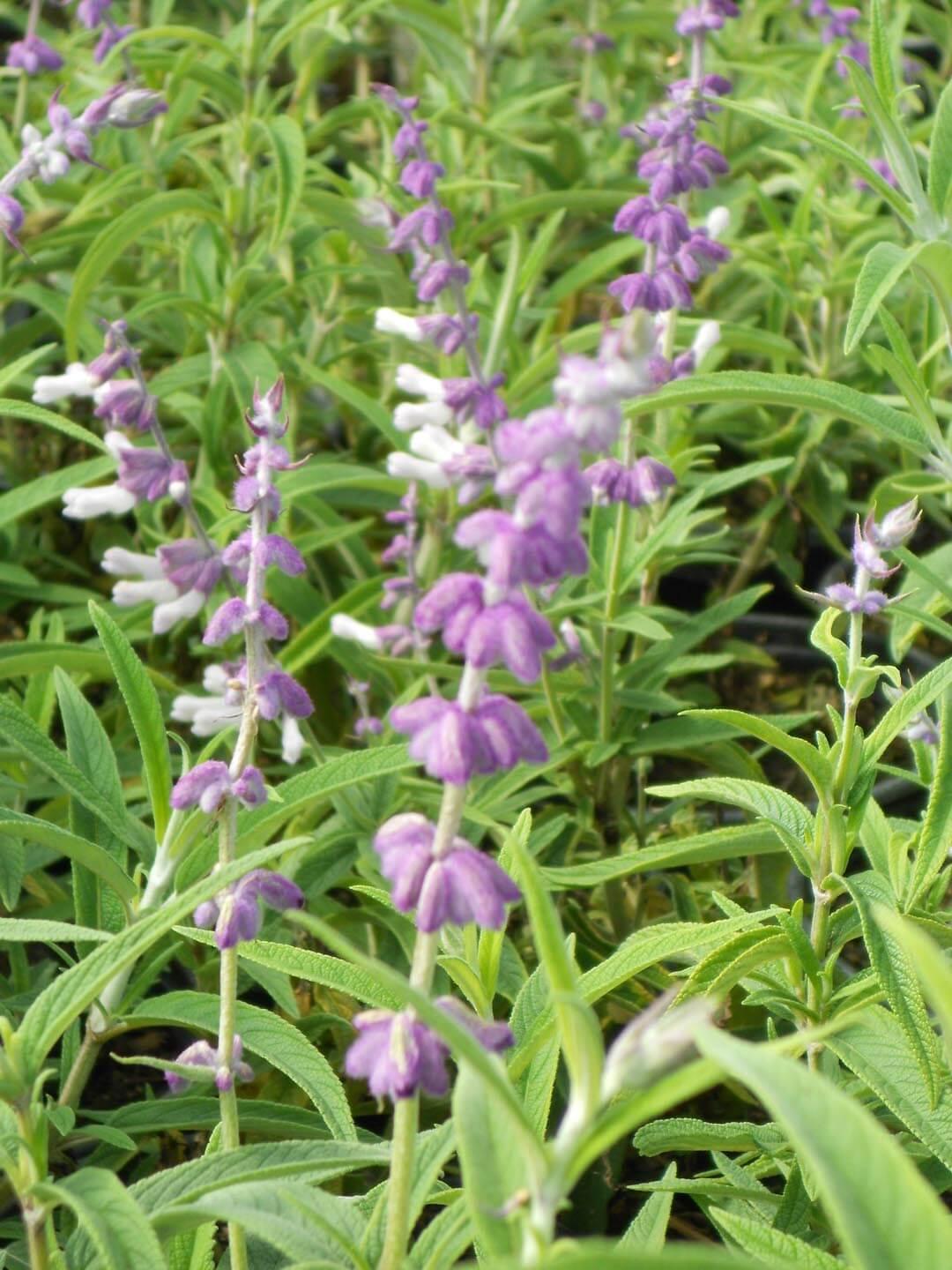 Mexican Bush Sage (Salvia Leucantha)