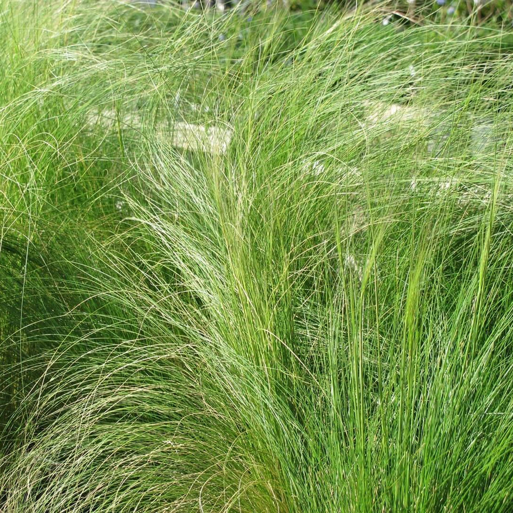 Mexican Feather Grass (Nassella Tenuissima Stipa)