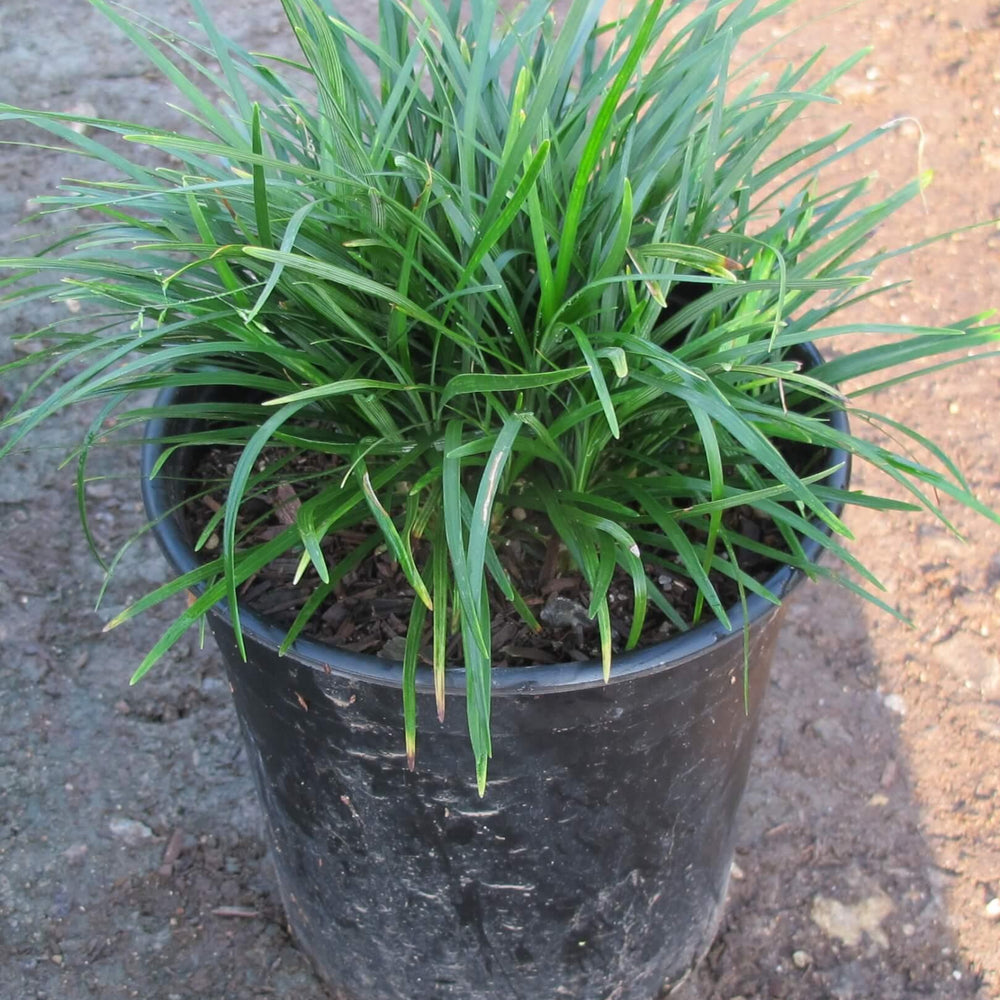 Mondo Grass (Ophiopogon Japonicus)