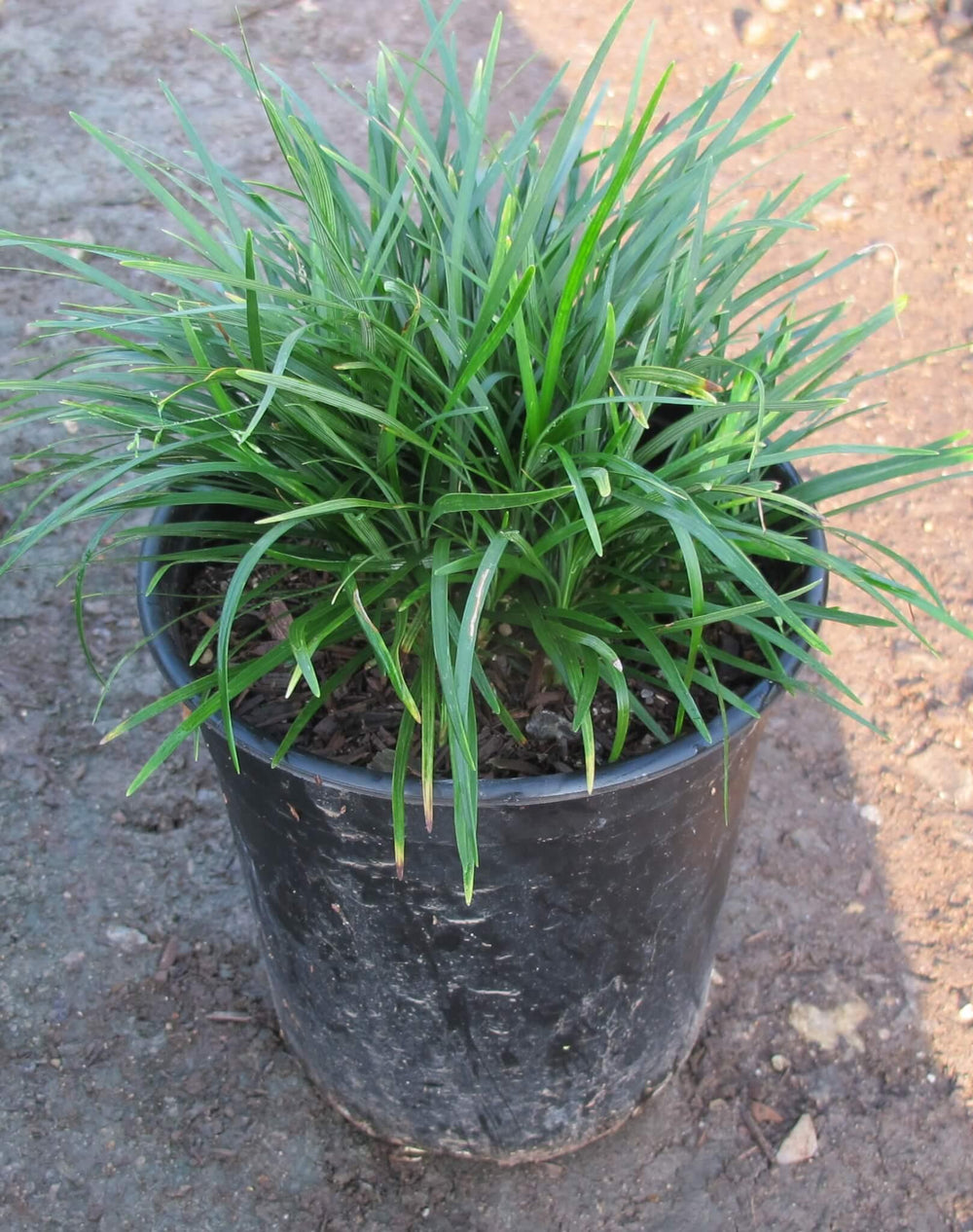 Mondo Grass (Ophiopogon Japonicus)