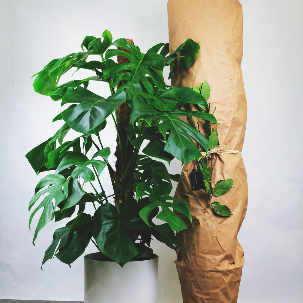 monstera plant nursery Monstera – Yardwork
