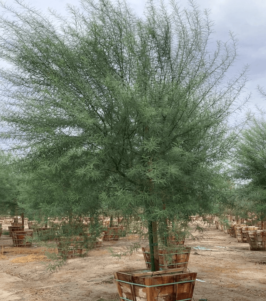 
                      
                        Museum Palo Verde (Cercidium hybrid Parkinsonia ‘Desert Museum’) - Pulled Nursery
                      
                    