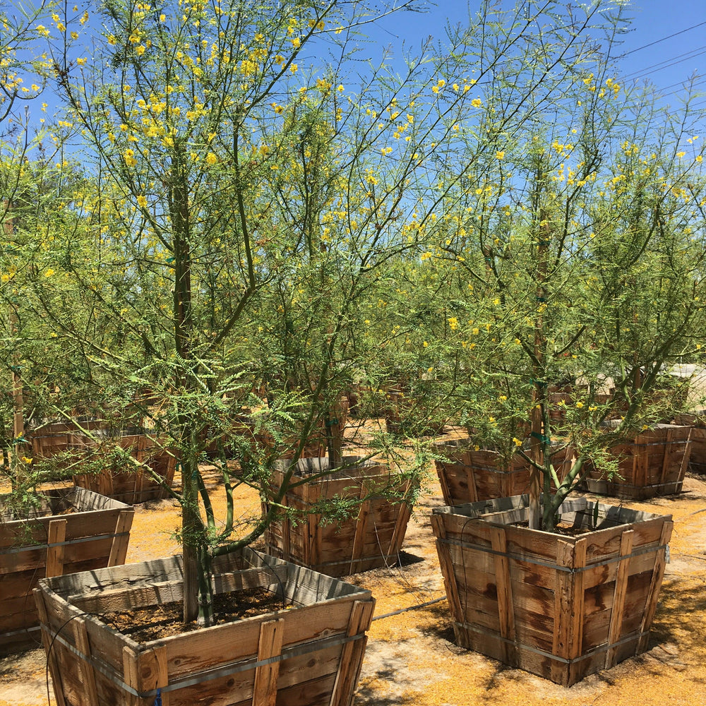 
                      
                        Palo Verde (Cercidium hybrid Parkinsonia ‘Desert Museum’)
                      
                    