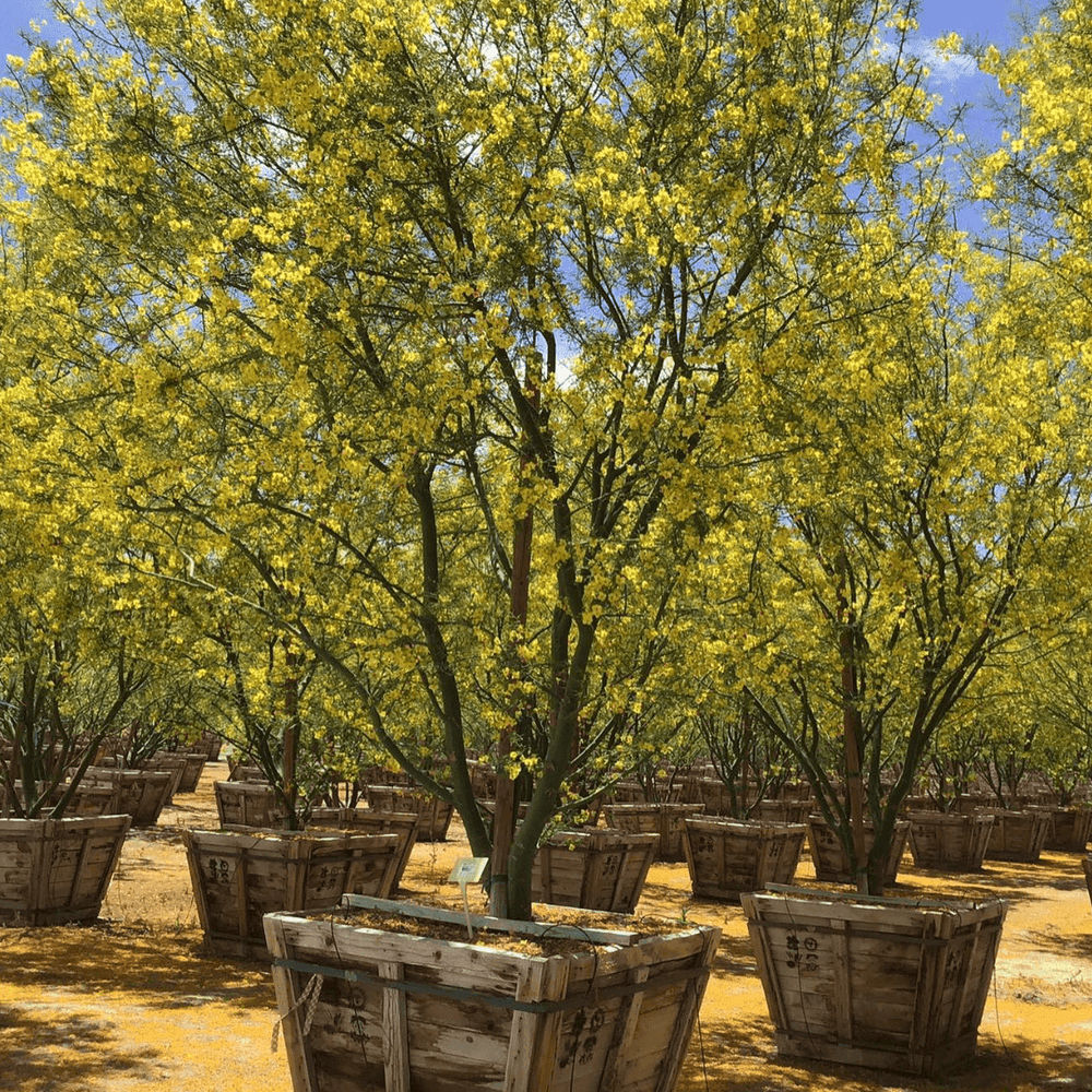 
                      
                        Museum Palo Verde (Cercidium hybrid Parkinsonia ‘Desert Museum’) - Pulled Nursery
                      
                    