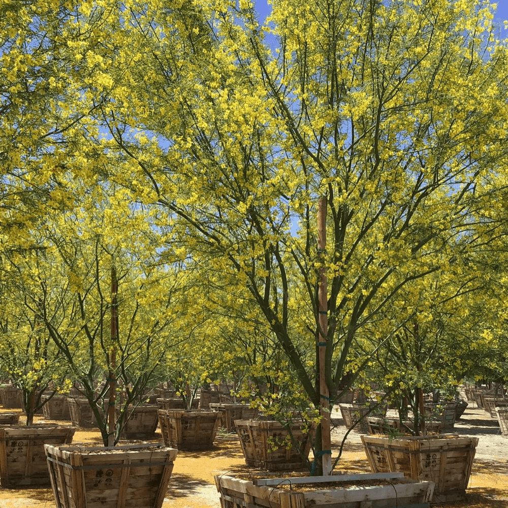 
                      
                        Museum Palo Verde (Cercidium hybrid Parkinsonia ‘Desert Museum’) - Pulled Nursery
                      
                    