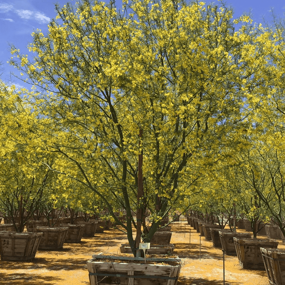 
                      
                        Museum Palo Verde (Cercidium hybrid Parkinsonia ‘Desert Museum’) - Pulled Nursery
                      
                    