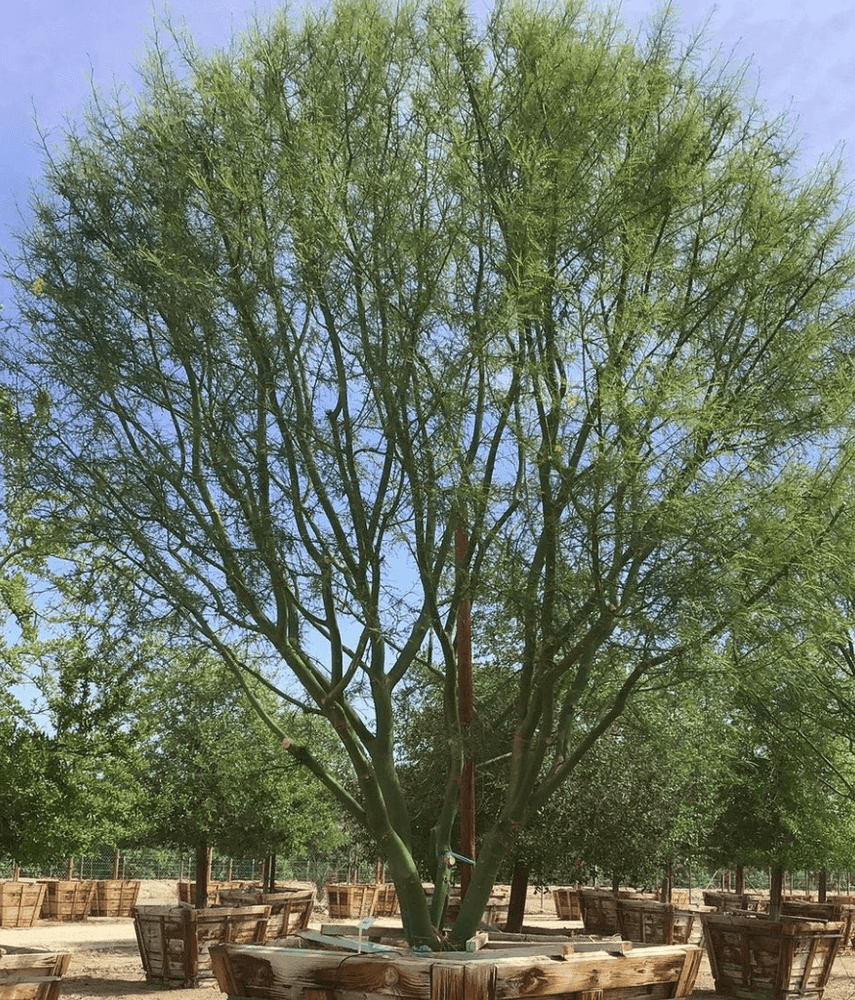 
                      
                        Museum Palo Verde (Cercidium hybrid Parkinsonia ‘Desert Museum’) - Pulled Nursery
                      
                    