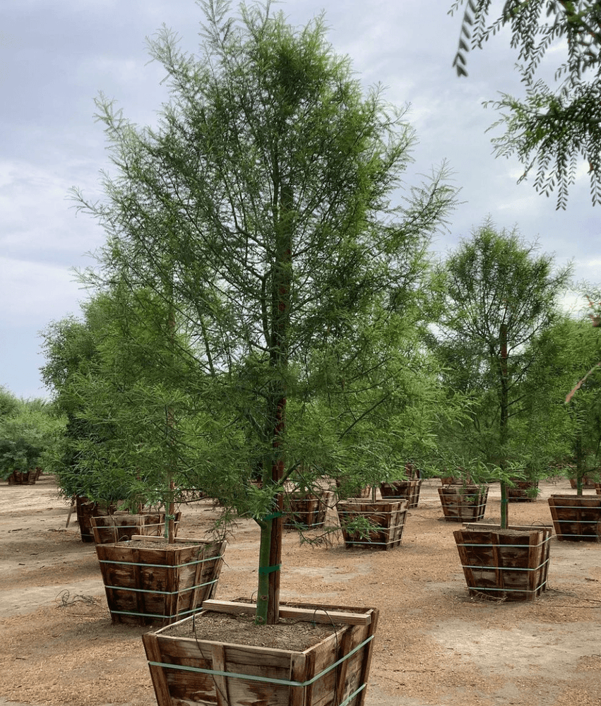 
                      
                        Museum Palo Verde (Cercidium hybrid Parkinsonia ‘Desert Museum’) - Pulled Nursery
                      
                    