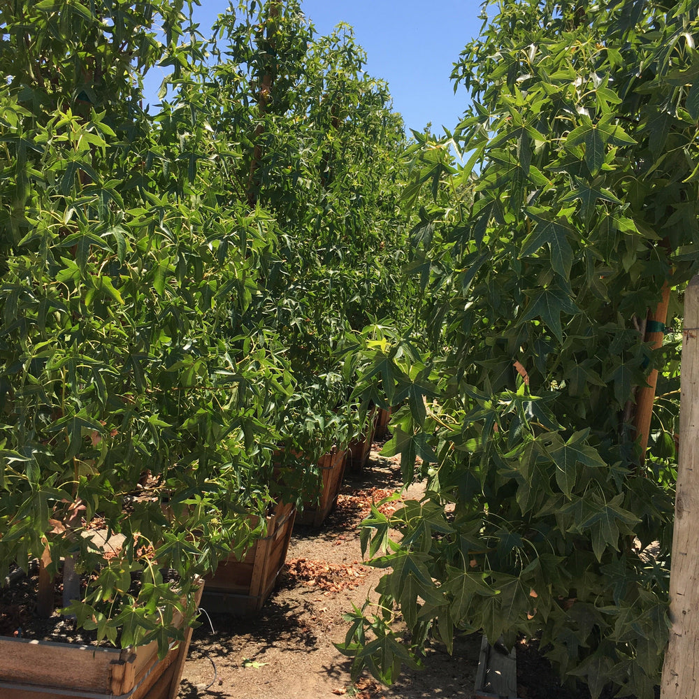 Palo Alto Sweet Gum (Liquidambar Styraciflua ‘Palo Alto’) - Pulled Nursery