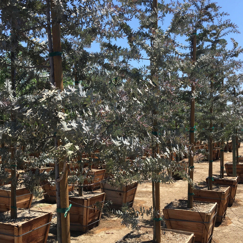 Purple Leaf Acacia (Acacia Baileyana Purpurea) - Pulled Nursery