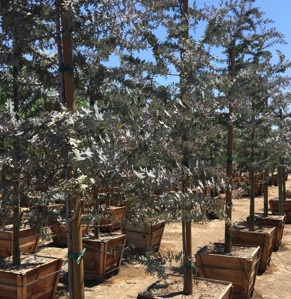 Purple Leaf Acacia (Acacia Baileyana Purpurea) - Pulled Nursery