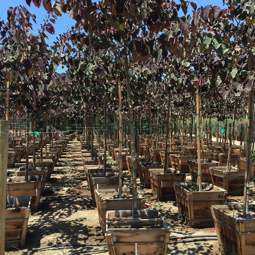 
                      
                        Purple Leaf Eastern Redbud (Cercis Canadensis ‘Merlot’) - Pulled Nursery
                      
                    