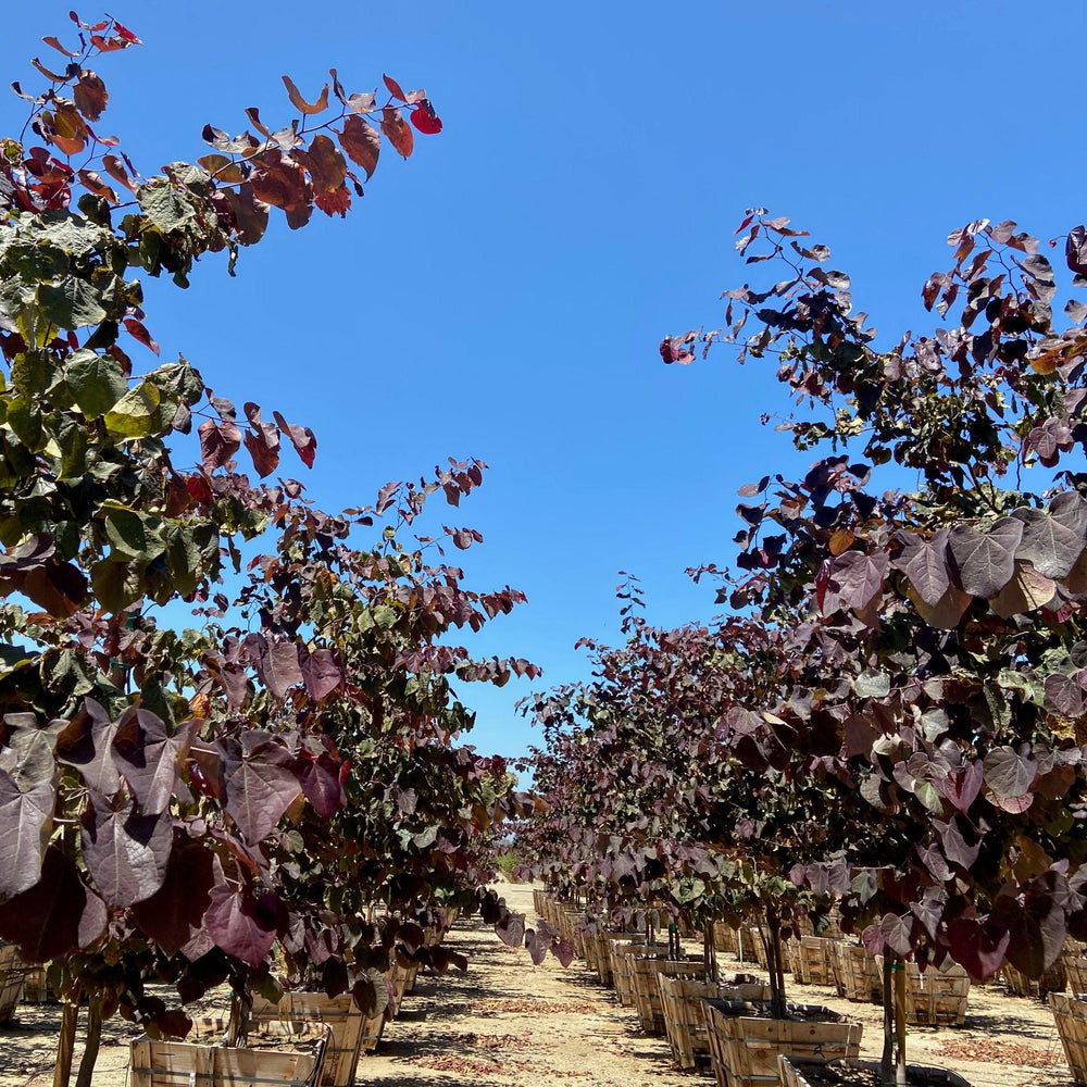 
                      
                        Purple Leaf Eastern Redbud (Cercis Canadensis ‘Merlot’) - Pulled Nursery
                      
                    