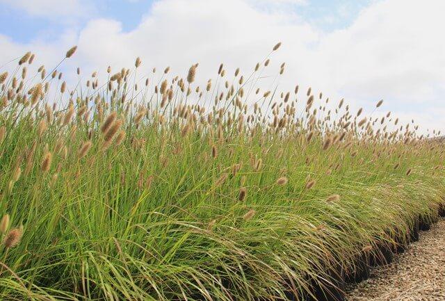 Red Bunny Tails Fountain Grass (Pennisetum Messaicum ‘Red Bunny Tails’) - Pulled Nursery